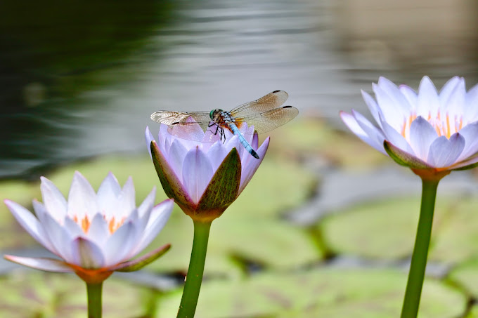 Birmingham Botanical Gardens