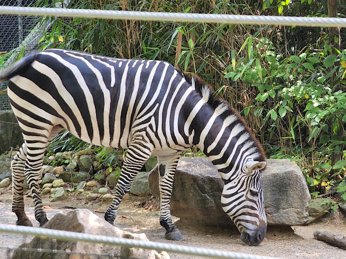 Birmingham Zoo