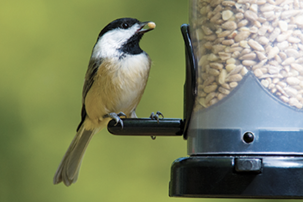 Wild Birds Unlimited opens in Tattersall Park